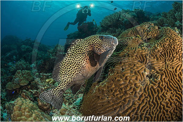 Komodo, Indonesia, Plectorhinchus chaetodonoides, Plectorhinchus, Haemulidae, Harlequin sweetlips, Sweetlips, Fish, Reef, Diver, Underwater photographer