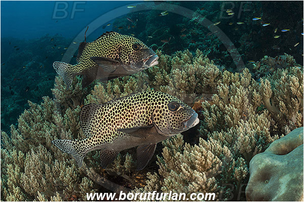 Komodo, Indonesia, Plectorhinchus chaetodonoides, Plectorhinchus, Haemulidae, Harlequin sweetlips, Sweetlips, Fish, Reef