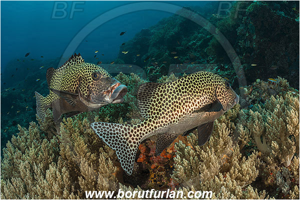 Komodo, Indonesia, Plectorhinchus chaetodonoides, Plectorhinchus, Haemulidae, Harlequin sweetlips, Sweetlips, Fish, Reef