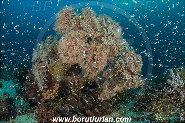 Komodo, Indonesia, Melithaea sp., Melithaea, Melithaeidae, Sea fan, Coral, Cnidaria, Cnidarian, Reef, Fish school