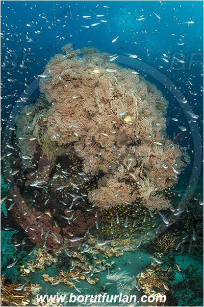 Komodo, Indonesia, Melithaea sp., Melithaea, Melithaeidae, Sea fan, Coral, Cnidaria, Cnidarian, Reef, Fish school