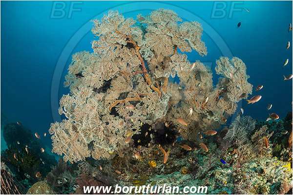Komodo, Indonesia, Melithaea sp., Melithaea, Melithaeidae, Sea fan, Coral, Cnidaria, Cnidarian, Reef