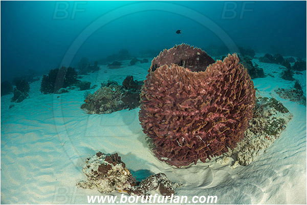Komodo, Indonesia, Xestospongia testudinaria, Xestospongia, Petrosiidae, Red Barrel Sponge, Sponge, Porifera, Reef, Sand