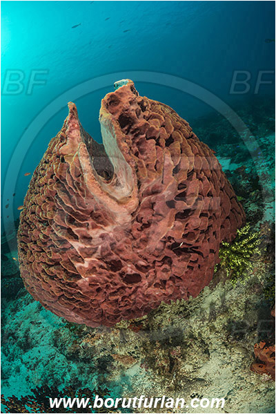 Komodo, Indonesia, Xestospongia testudinaria, Xestospongia, Petrosiidae, Red Barrel Sponge, Sponge, Porifera, Reef