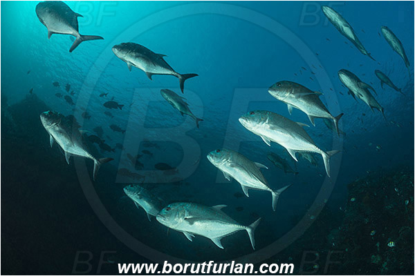 Komodo, Indonesia, Caranx ignobilis, Caranx, Carangidae, Giant trevally, Trevally, Fish, Fish school, Reef