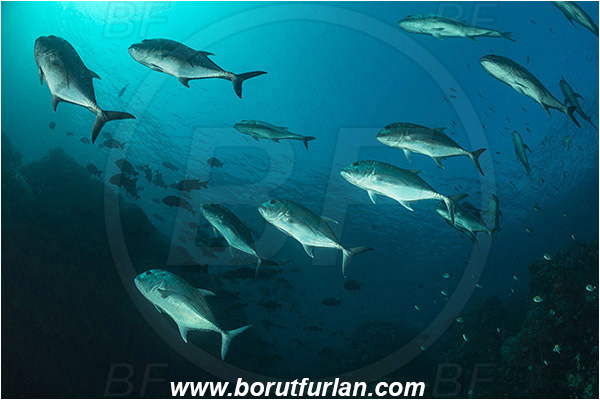 Komodo, Indonesia, Caranx ignobilis, Caranx, Carangidae, Giant trevally, Trevally, Fish, Fish school, Reef