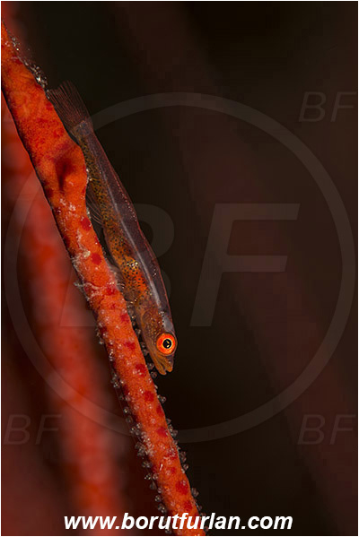 Komodo, Indonesia, Bryaninops sp., Bryaninops, Gobiidae, Whip coral goby, Goby, Fish