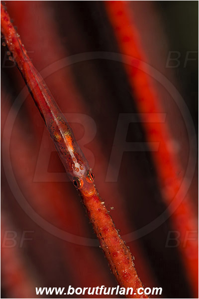 Komodo, Indonesia, Bryaninops sp., Bryaninops, Gobiidae, Whip coral goby, Goby, Fish