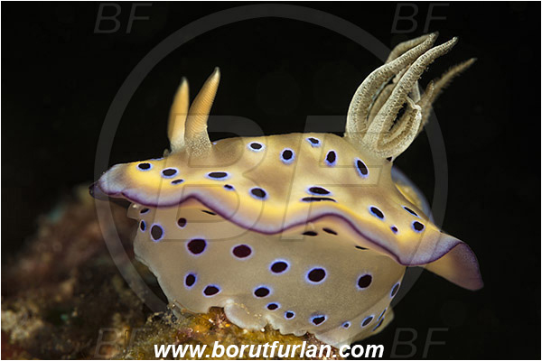 Komodo, Indonesia, Goniobranchus kuniei, Goniobranchus, Chromodorididae, Kunie