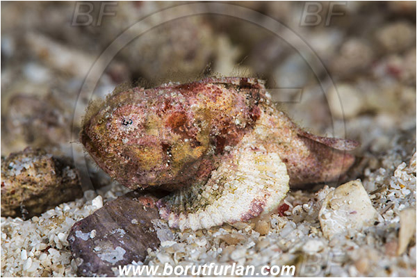Komodo, Indonesia, Scorpaenopsis diabolus, Scorpaenopsis, Scorpaenidae, False Stonefish, Scorpionfish, Fish