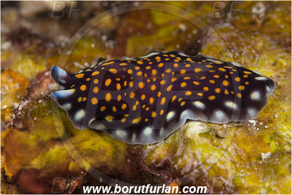Indonesia, Pseudoceros lindae, Pseudoceros, Pseudocerotidae, Tiger flatworm, Flatworm, Platyhelminthes