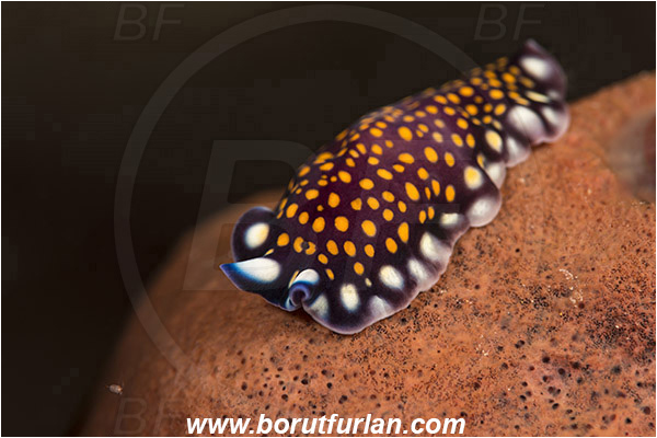 Indonesia, Pseudoceros lindae, Pseudoceros, Pseudocerotidae, Tiger flatworm, Flatworm, Platyhelminthes