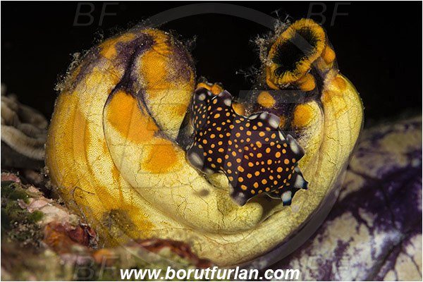 Indonesia, Pseudoceros lindae, Pseudoceros, Pseudocerotidae, Tiger flatworm, Flatworm, Platyhelminthes, Polycarpa aurata, Polycarpa, Styelidae, Tunicata, Golden Sea Squirt, Tunicate