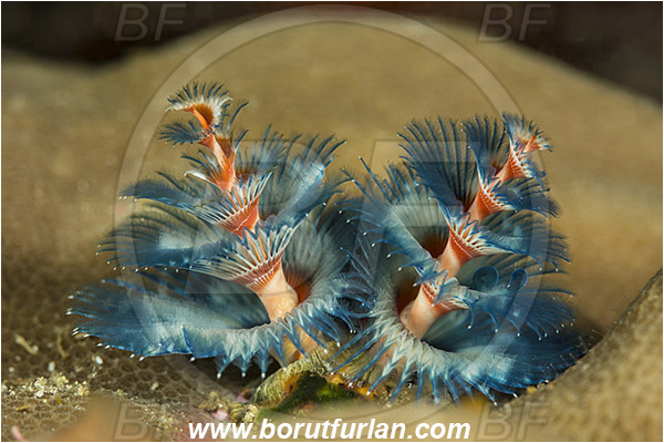 Komodo, Indonesia, Spirobranchus giganteus, Spirobranchus, Serpulidae, Polychaeta, Annelid, Christmas-Tree Worm, Worm