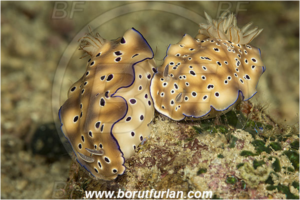 Komodo, Indonesia, Risbecia tryoni, Risbecia, Chromodorididae, Risbecia nudibranch, Nudibranch, Sea slug, Gastropoda, Mollusca, Mollusc