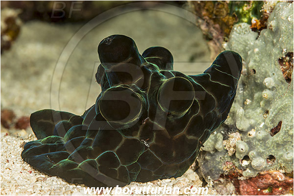 Komodo, Indonesia, Coriocella hibyae, Coriocella, Velutinidae, Hiby