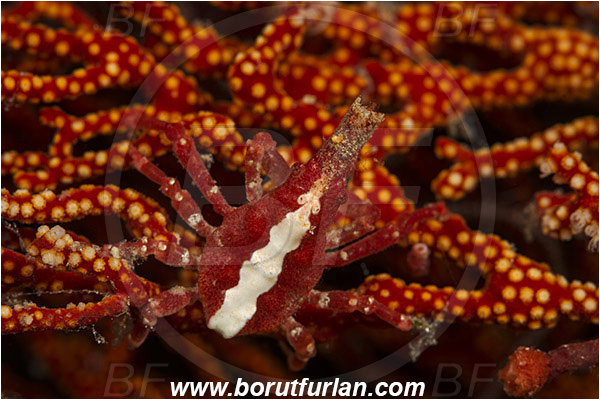 Komodo, Indonesia, Xenocarcinus conicus, Xenocarcinus, Epialtidae, Decapoda, Conic Spider Crab, Crab, Crustacea, Crustacean