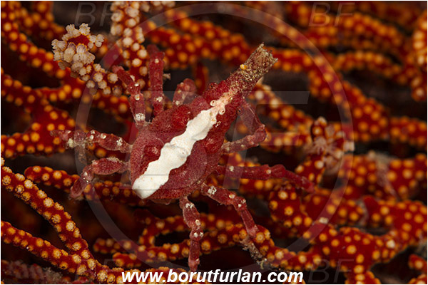 Komodo, Indonesia, Xenocarcinus conicus, Xenocarcinus, Epialtidae, Decapoda, Conic Spider Crab, Crab, Crustacea, Crustacean