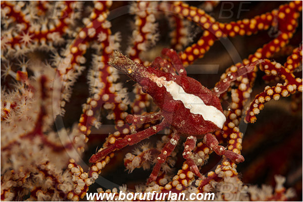 Komodo, Indonesia, Xenocarcinus conicus, Xenocarcinus, Epialtidae, Decapoda, Conic Spider Crab, Crab, Crustacea, Crustacean
