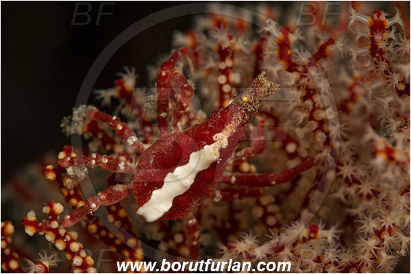 Komodo, Indonesia, Xenocarcinus conicus, Xenocarcinus, Epialtidae, Decapoda, Conic Spider Crab, Crab, Crustacea, Crustacean