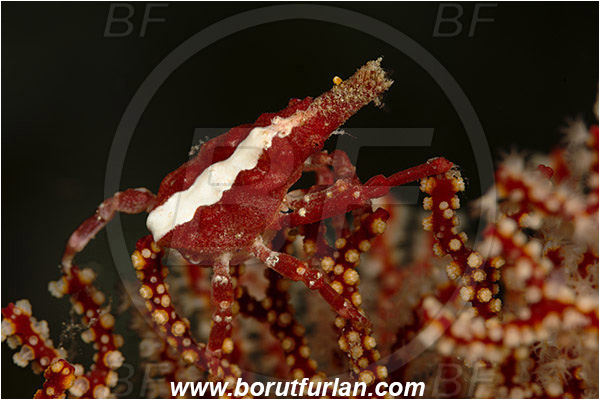 Komodo, Indonesia, Xenocarcinus conicus, Xenocarcinus, Epialtidae, Decapoda, Conic Spider Crab, Crab, Crustacea, Crustacean