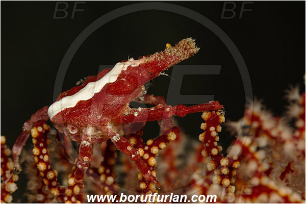 Komodo, Indonesia, Xenocarcinus conicus, Xenocarcinus, Epialtidae, Decapoda, Conic Spider Crab, Crab, Crustacea, Crustacean