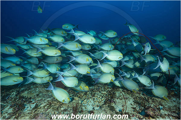 Komodo, Indonesia, Acanthurus xanthopterus, Acanthurus, Acanthuridae, Yellowfin Surgeonfish, Surgeonfish, Fish, Fish school, Reef