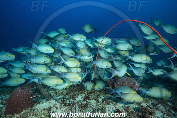 Komodo, Indonesia, Acanthurus xanthopterus, Acanthurus, Acanthuridae, Yellowfin Surgeonfish, Surgeonfish, Fish, Fish school, Reef
