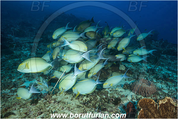 Komodo, Indonesia, Acanthurus xanthopterus, Acanthurus, Acanthuridae, Yellowfin Surgeonfish, Surgeonfish, Fish, Fish school, Reef