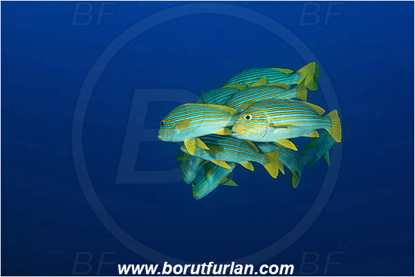 Komodo, Indonesia, Plectorhinchus polytaenia, Plectorhinchus, Haemulidae, Ribboned sweetlips, Yellow-ribbon sweetlips, Sweetlips, Fish, Fish school