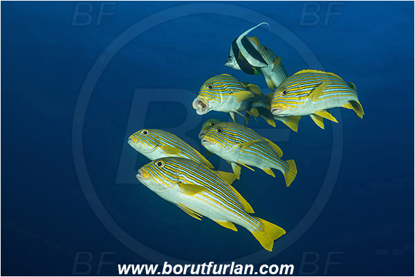 Komodo, Indonesia, Plectorhinchus polytaenia, Plectorhinchus, Haemulidae, Ribboned sweetlips, Yellow-ribbon sweetlips, Sweetlips, Fish, Fish school