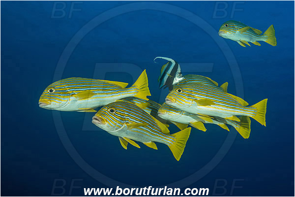 Komodo, Indonesia, Plectorhinchus polytaenia, Plectorhinchus, Haemulidae, Ribboned sweetlips, Yellow-ribbon sweetlips, Sweetlips, Fish, Fish school