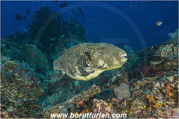 Komodo, Indonesia, Arothron mappa, Arothron, Tetraodontidae, Map puffer, Puffer, Fish, Reef