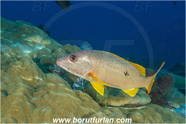 Komodo, Indonesia, Lutjanus monostigma, Lutjanus, Lutjanidae, One-spot snapper, Snapper, Fish, Reef
