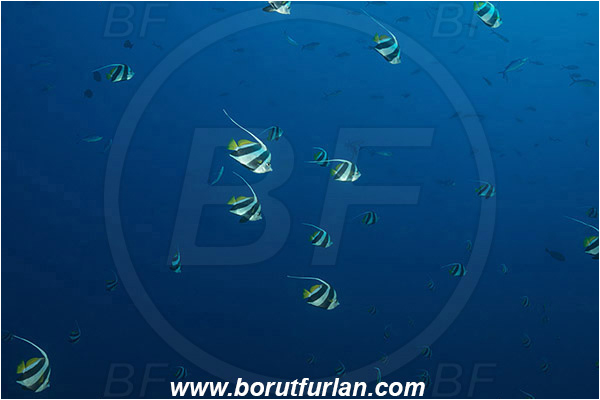 Komodo, Indonesia, Heniochus diphreutes, Heniochus, Chaetodontidae, Schooling bannerfish, Bannerfish, Fish, Fish school
