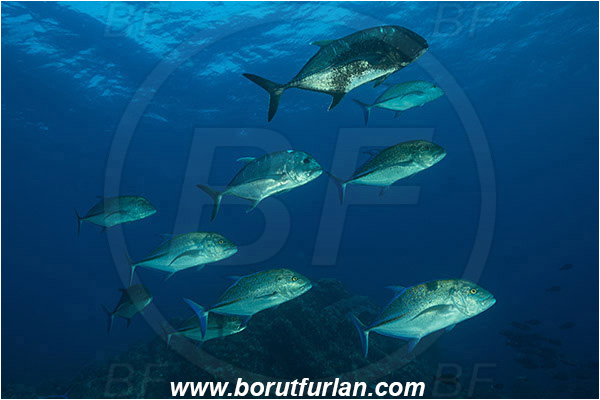 Komodo, Indonesia, Caranx ignobilis, Caranx, Carangidae, Caranx melampygus, Bluefin trevally, Giant trevally, Trevally, Fish, Fish school, Reef