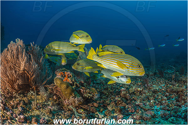 Komodo, Indonesia, Plectorhinchus polytaenia, Plectorhinchus, Haemulidae, Ribboned sweetlips, Yellow-ribbon sweetlips, Sweetlips, Fish, Fish school, Reef