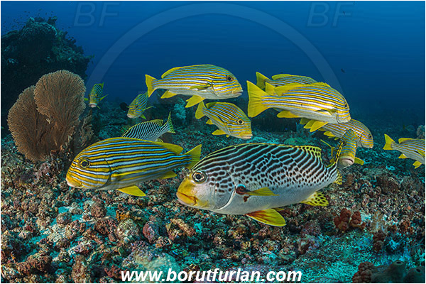 Komodo, Indonesia, Plectorhinchus polytaenia, Plectorhinchus lineatus, Plectorhinchus, Haemulidae, Ribboned sweetlips, Yellow-ribbon sweetlips, Diagonal-Banded Sweetlips, Sweetlips, Fish, Fish school, Reef