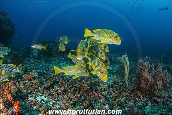 Komodo, Indonesia, Plectorhinchus polytaenia, Plectorhinchus, Haemulidae, Ribboned sweetlips, Yellow-ribbon sweetlips, Sweetlips, Fish, Fish school, Reef