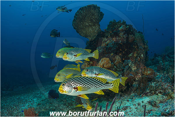 Komodo, Indonesia, Plectorhinchus polytaenia, Plectorhinchus lineatus, Plectorhinchus, Haemulidae, Ribboned sweetlips, Yellow-ribbon sweetlips, Diagonal-Banded Sweetlips, Sweetlips, Fish, Fish school, Reef