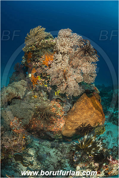 Komodo, Indonesia, Melithaea sp., Melithaea, Melithaeidae, Sea fan, Coral, Cnidaria, Cnidarian, Reef