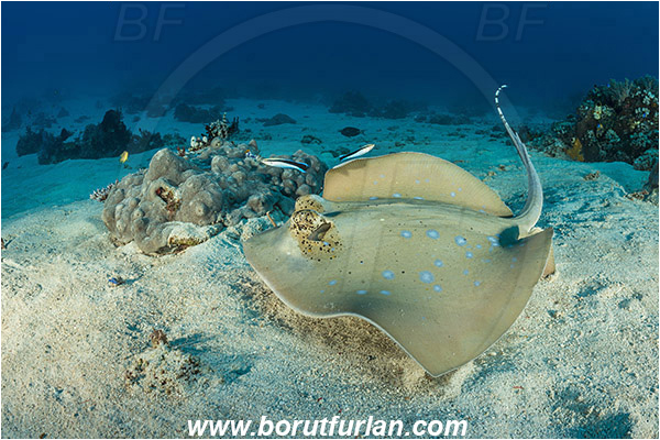 Komodo, Indonesia, Neotrygon kuhlii, Neotrygon, Dasyatidae, Elasmobranchii, Bluespotted stingray, Stingray, Fish, Reef, Sand