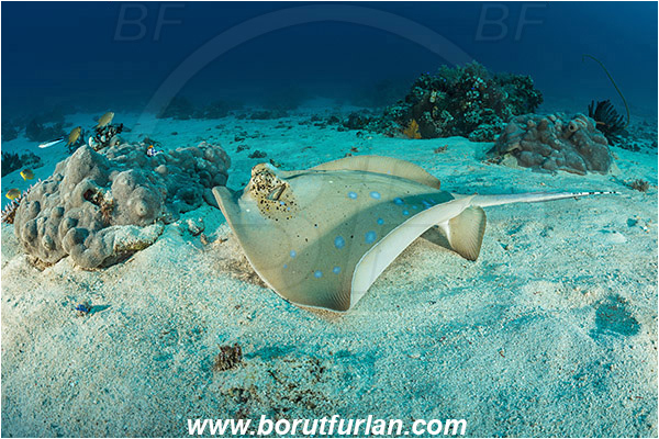 Komodo, Indonesia, Neotrygon kuhlii, Neotrygon, Dasyatidae, Elasmobranchii, Bluespotted stingray, Stingray, Fish, Reef, Sand