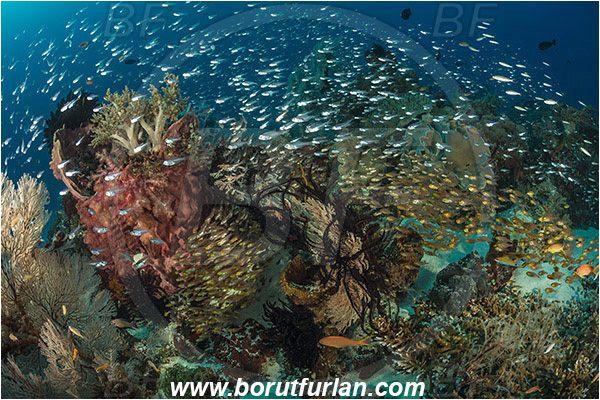 Komodo, Indonesia, Parapriacanthus ransonneti, Parapriacanthus, Pempheridae, Glassfish, Glassy sweeper, Sweeper, Fish, Fish school, Reef