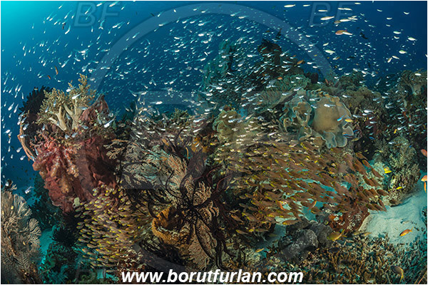 Komodo, Indonesia, Parapriacanthus ransonneti, Parapriacanthus, Pempheridae, Glassfish, Glassy sweeper, Sweeper, Fish, Fish school, Reef