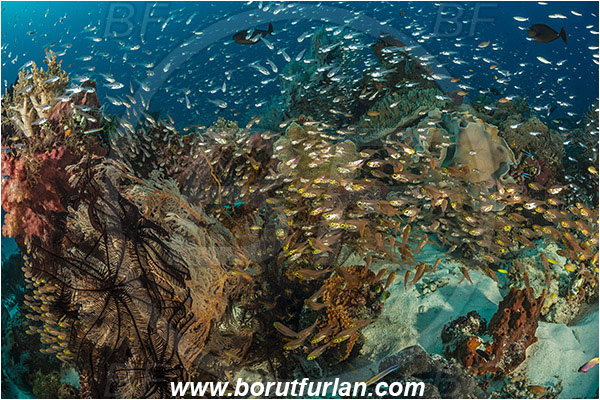 Komodo, Indonesia, Parapriacanthus ransonneti, Parapriacanthus, Pempheridae, Glassfish, Glassy sweeper, Sweeper, Fish, Fish school, Reef