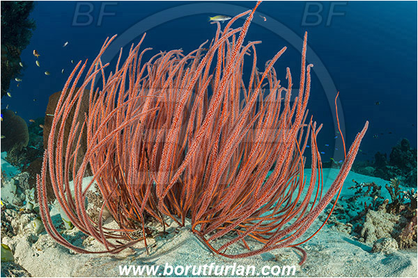 Komodo, Indonesia, Ellisella sp., Ellisella, Ellisellidae, Anthozoa, Cnidaria, Cnidarian, Sea whip, Whip coral, Coral, Reef, Sand