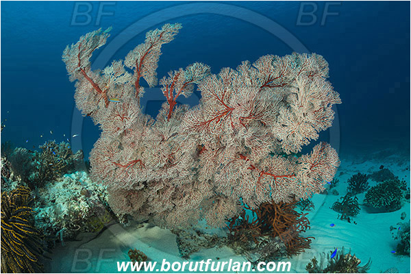 Komodo, Indonesia, Melithaea sp., Melithaea, Melithaeidae, Sea fan, Coral, Cnidaria, Cnidarian, Reef, Sand