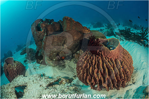 Komodo, Indonesia, Xestospongia testudinaria, Xestospongia, Petrosiidae, Red Barrel Sponge, Diacarnus sp., Diacarnus, Podospongiidae, Sponge, Porifera, Reef, Sand