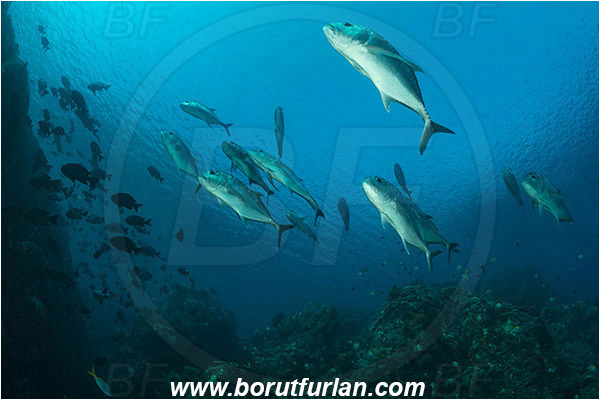 Komodo, Indonesia, Caranx ignobilis, Caranx, Carangidae, Giant trevally, Trevally, Fish, Fish school, Reef
